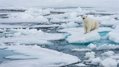 Polar Bear Shot Dead Causing German Cruise Line To Cop Backlash