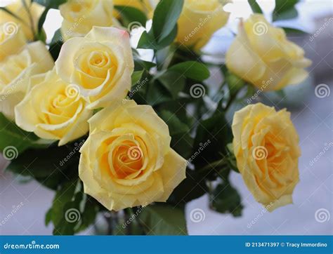 A Bouquet Of A Dozen Yellow Long Stem Roses Stock Image Image Of
