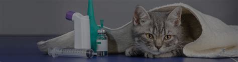 Side Effects Of Injectable And Oral Steroids In Cats Trudell Animal