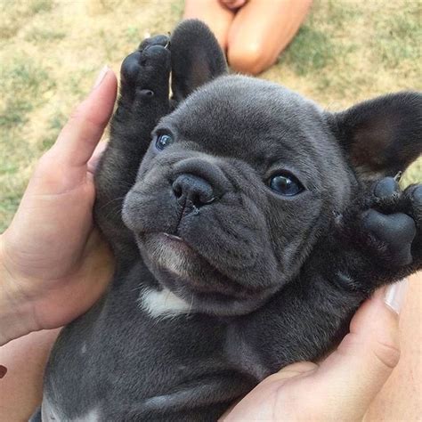 Common mistakes when feeding a french bulldog. French Bulldog puppy : aww