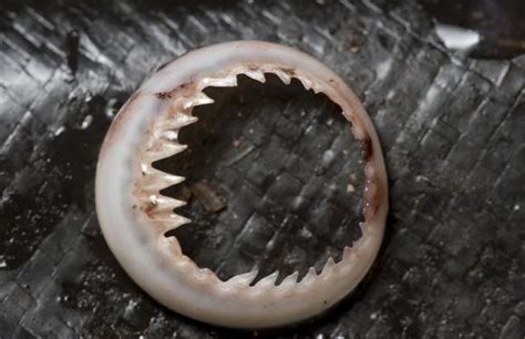 Toothed Suckers Ringed With Sharp Teeth On Tentacles Of