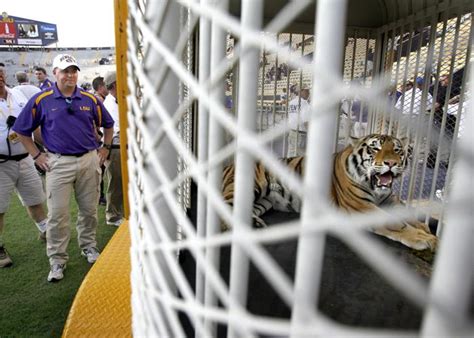 Mike The Tiger Lsus Live Mascot Has Cancer News
