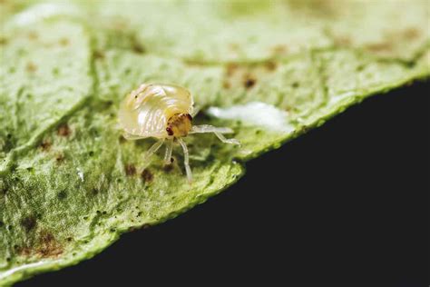 How To Spot And Get Rid Of Spider Mites In Your Garden Plants