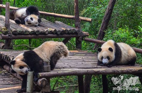 Chengdu Centro De Conservación De Osos Pandas
