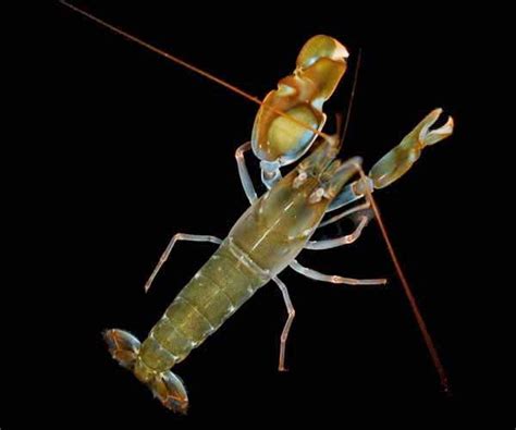 Beetle Boys Bioblog Species Of The Week Pistol Shrimps