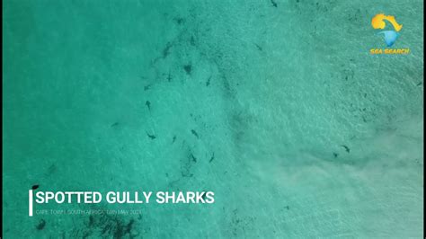 Spotted Gully Sharks In Tranquil Cape Town Waters Youtube