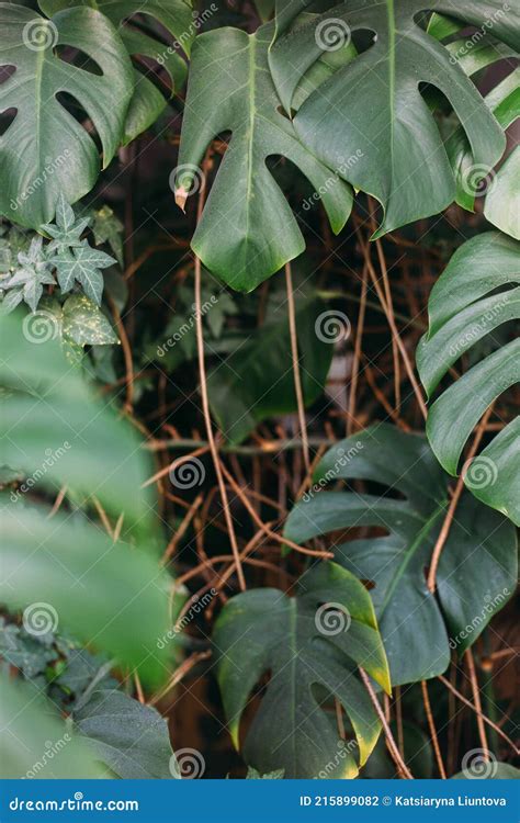 Monstera Green Leaves Or Monstera Deliciosa Background Or Green Leafy
