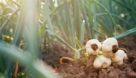 Is Garlic Farming Profitable In Kenya