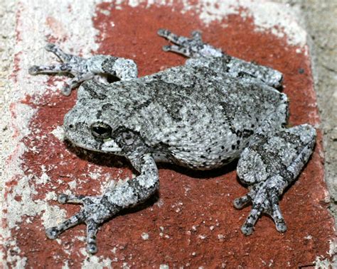 Copes Gray Tree Frog Nebraska Amphibians · Inaturalist