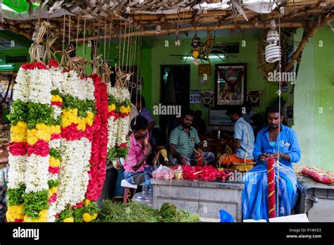 Flowers Of Tamil Nadu High Resolution Stock Photography And Images Alamy