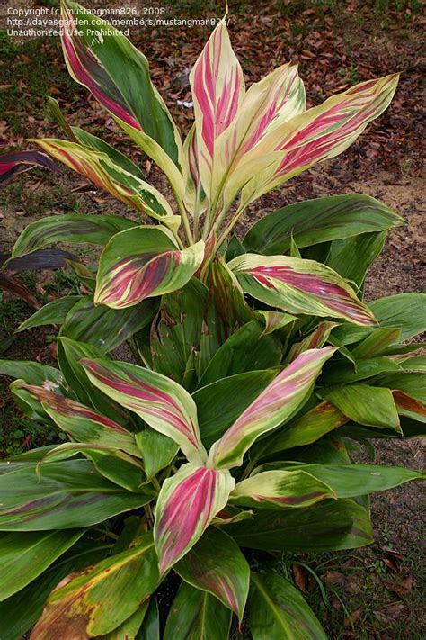 It was named cordyline ti by schott in 1828 and finally as cordylinefruticosa by chevalier in 1919. Hawaiian Ti Plant, Good Luck Plant, Ti Plant 'Tricolor ...
