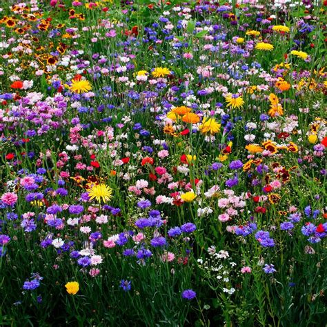 Flower Meadow Aesthetic Ideas Mdqahtani