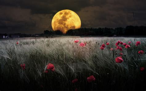 Landscapes Dark Night Flowers Moon Fields Bokeh Meadows Wallpaper