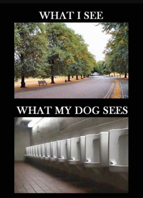What My Dog Sees Funny Dog Memes Funny Captions Funny Dogs Funny