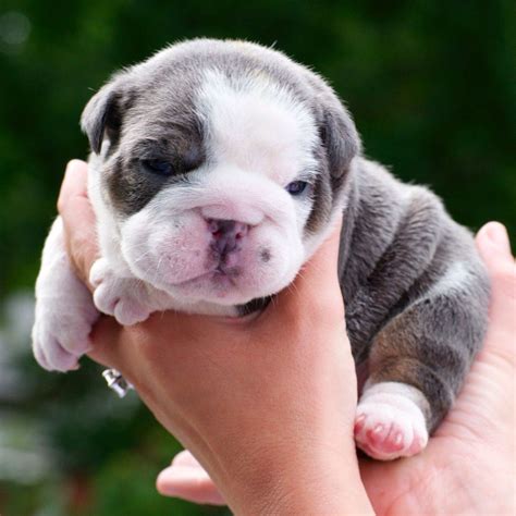 Sweet English bulldog puppy. #buldog | Bulldog, Bulldog puppies, Cute ...