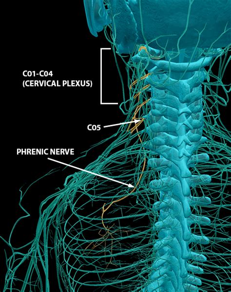 Youve Got Some Nerves Exploring The Spinal Nerves