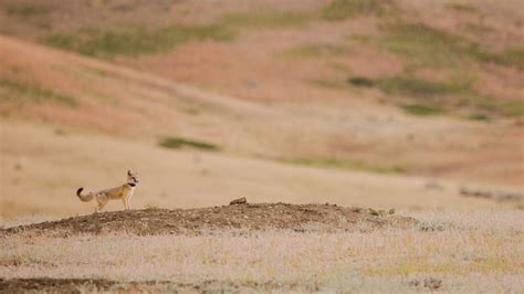 Tribes Begin Five Year Swift Fox Reintroduction At Fort Belknap