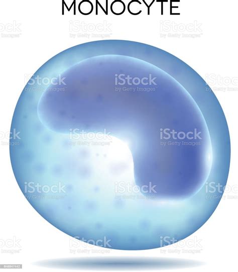 Monocyte Stock Illustration Download Image Now Istock