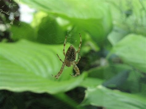 It is important to remember that spiders seen in wisconsin are not bound by. Cheesehead Gardening: Wordless Wednesday - Garden Spiders ...