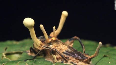 On The Hunt For Zombie Fungi That Could Save Lives And The Planet