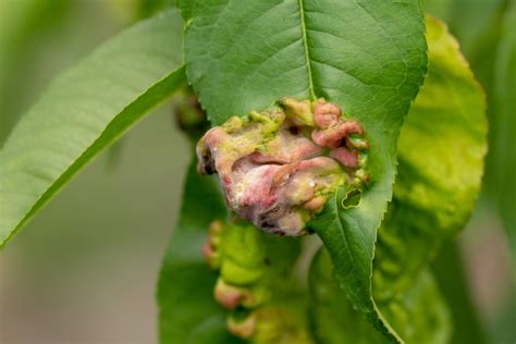 Peach Leaf Curl Symptoms Treatment And Control Planet Natural