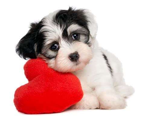 Dogshutterstock89924749 2 Southern Animal Health