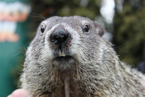 Groundhog or Gopher? | Panhandle Outdoors