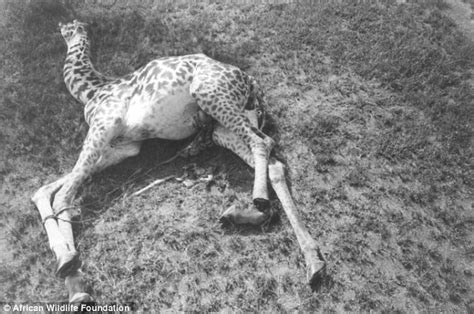 Black shuruba hair work keneya fb : Giraffe shot with tranquilliser dart so that they can cut ...
