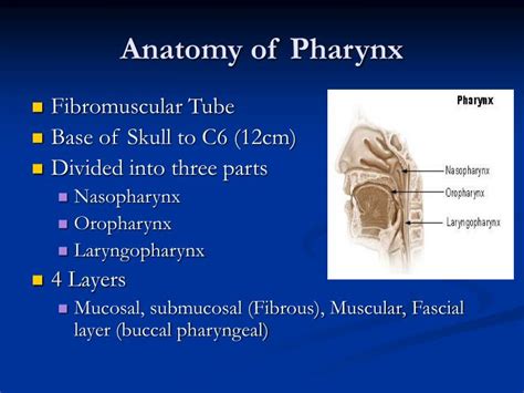 Ppt Anatomy Of The Pharynx Powerpoint Presentation Id Sexiz Pix