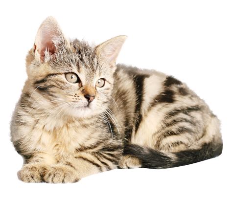 Cat Png Image Purepng Free Transparent Cc0 Png Image Library