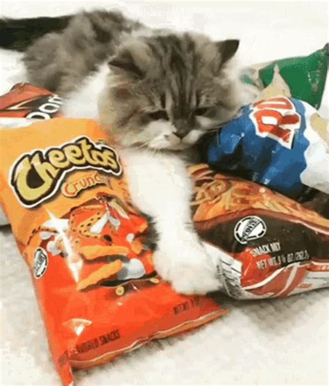 Cats Chips  Cats Chips Handsoff Discover And Share S