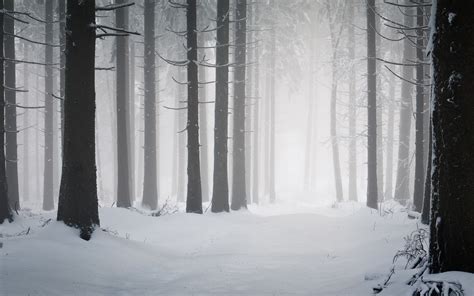 Winter Nature Winter Snow Frost Cold Forest Tree Trees Clearing Road