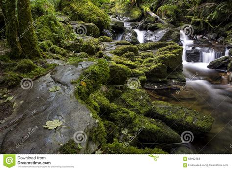 Enchanted Forest And Creek Near Torc Waterfall Killarney National Park