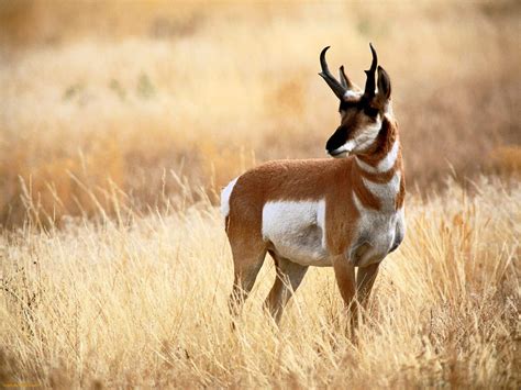 Pronghorn Antelope Antelope Animal Wild Animal Wallpaper Animals Wild
