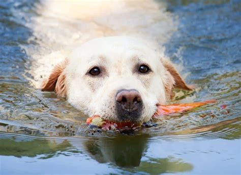 Can All Dogs Swim 30 Best And Worst Swimming Dogs