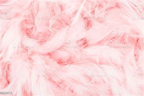 Free Download Pink Feather Background Stock Photo Download Image Now IStock X For Your
