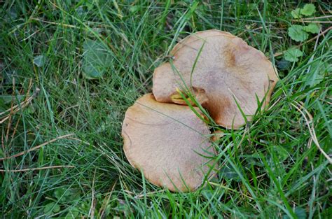 Entspannt im garten sitzen und relaxen. Pilze im Garten - Klosterneuburg