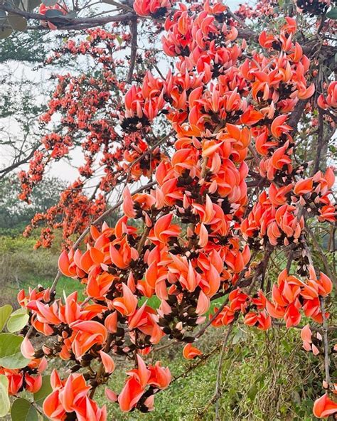 Growing Palash Tree How To Grow Tesu Ke Phool