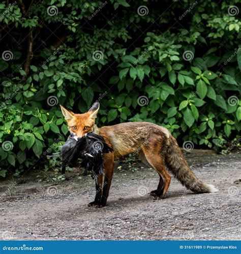 Fox Carries Its Prey Stock Image Image Of Hunting Animal 31611989