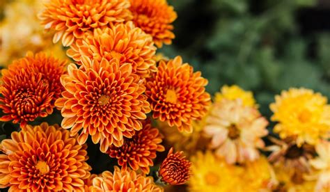 Chrysanthemum Indicum Fact Uses How To Grow And Care Tips