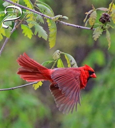 Male Cardinal In Flight By Dwayne Mckinney Photography Ornithology