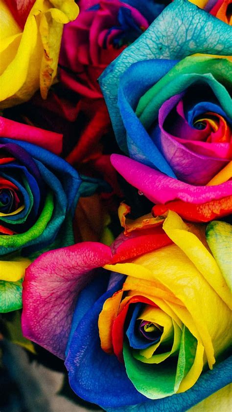 Download Rainbow Flower Iphone Wallpaper