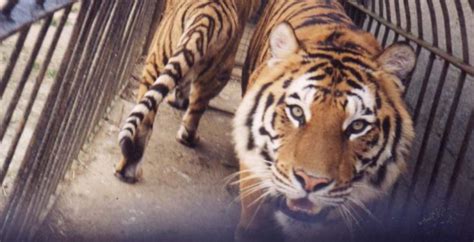 Will Uk Government Finally Ban Wild Animal Circuses Stop Circus