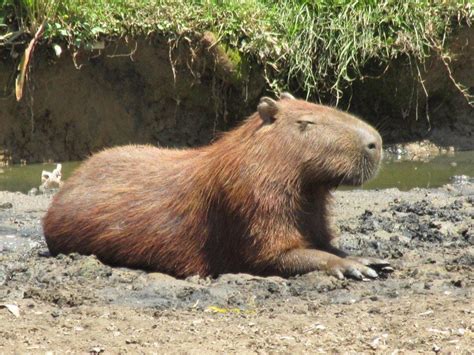 Animais Estranhos Do Brasil