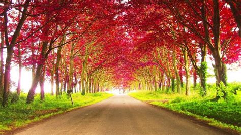 Road Between Red Autumn Trees During Daytime Hd Nature