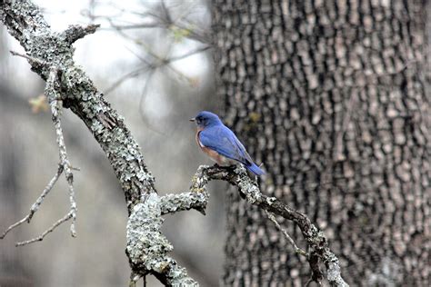 Bluebird In Winter Free Stock Photo Public Domain Pictures
