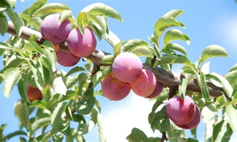 If the nest is in a nest box or birdhouse, then you have a better chance of protecting the nest and its occupants. How to protect fruit trees from birds?