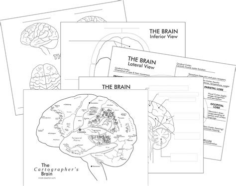 The Brain As A Map And Detailed Learning The Brain Worksheets Where