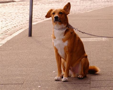 666666 Beagle Corgi Dog Leash Cute Dogs Pets Waiting Animals