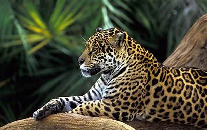 Rainforest Wallpapers Jaguar Animals Birds Tigers Wide